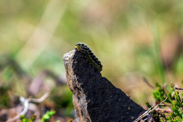 Obraz premium caterpillar