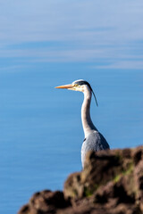 heron on the beach
