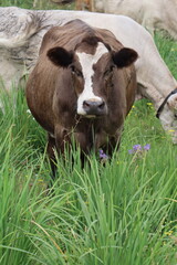 Cows on a green pasture. Close-up.