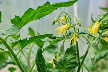 Young cucumbers bloom in a greenhouse in the garden. Yellow cucumber flowers in summer. High quality photo
