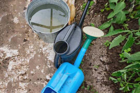 Two watering cans and a bucket of water stand near the bed with seedlings in the garden. Equipment for watering plants in the garden. High quality photo