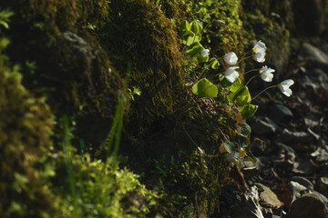 Obraz na płótnie Canvas moss and delicate spring flowers