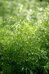 dill in the morning dew