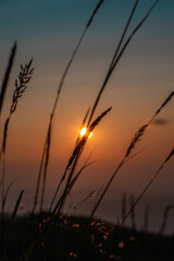 Fototapeta premium sunset in the field