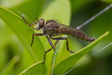 Asilidae – Łowikowate