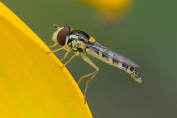 DIPTERA – MUCHÓWKI
