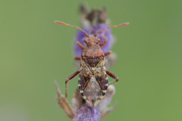 Fototapeta premium COLEOPTERA – CHRZĄSZCZE