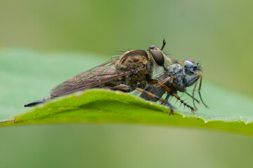 Asilidae – Łowikowate