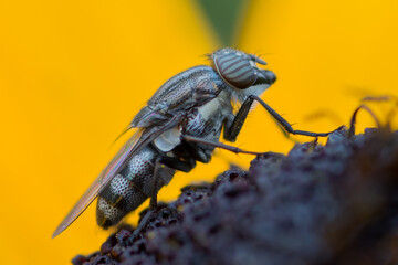 DIPTERA – MUCHÓWKI © patrycjaskupinska