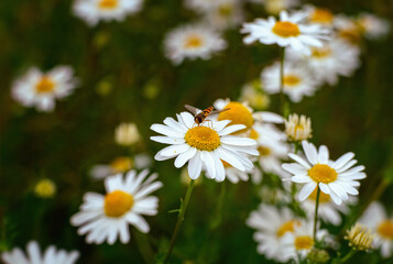 Foetid chamomile flower blossom with insect in summer