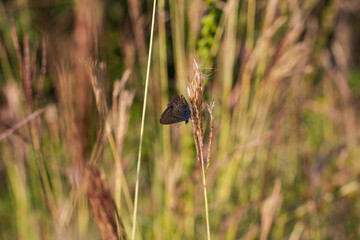blue butterfly on the grass