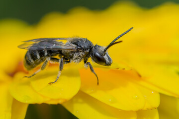 HYMENOPTERA – BŁONKOSKRZYDŁE