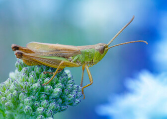 HEMIPTERA – PLUSKWIAKI
