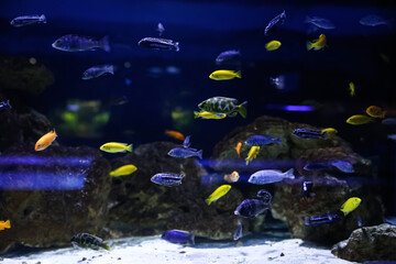 Fototapeta na wymiar Different beautiful small fishes in clear aquarium