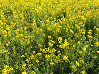 千葉　房総半島　菜の花畑-1
