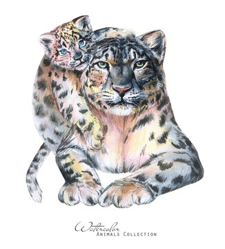 549 Best Snow Leopard Cartoon Images Stock Photos Vectors Adobe Stock [ 360 x 326 Pixel ]