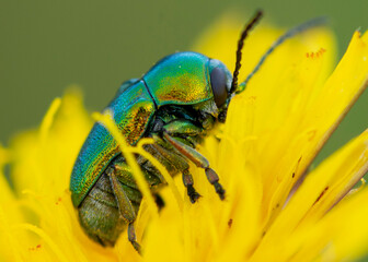 Cryptocephalus sericeus – Zmróżka złotawa © patrycjaskupinska
