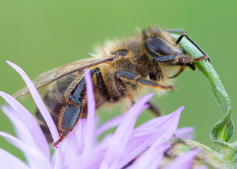 Pszczoła 
