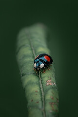 ladybug on green leaf