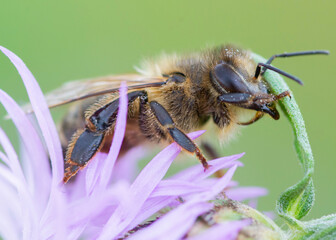 Pszczoła 