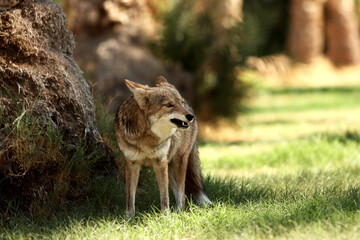 Mad Coyote bared his teeth, Dead Valley NP, California