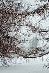 Fototapeta na wymiar tree in snow