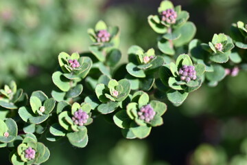 Obraz premium Winzige Knsopen und junge Blätter an einem Zweig