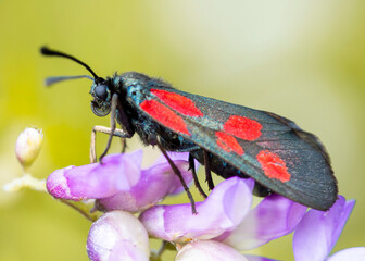 Motyl Zygaena ephialtes – Kraśnik goryszowiec