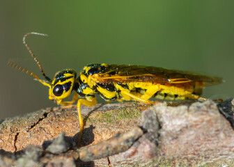 DIPTERA – MUCHÓWKI