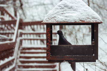 bird in the snow