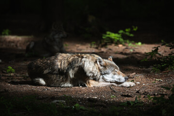 Schlafender Wolf in der Morgensonne