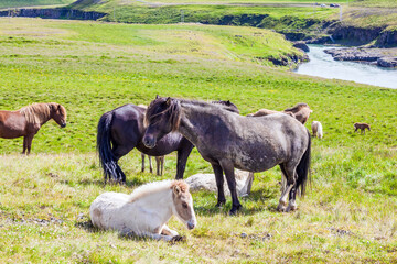 Only one breed of horse lives in Iceland