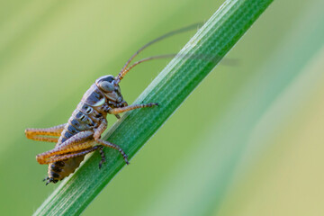 ORTHOPTERA – PROSTOSKRZYDŁE