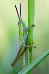 ORTHOPTERA – PROSTOSKRZYDŁE