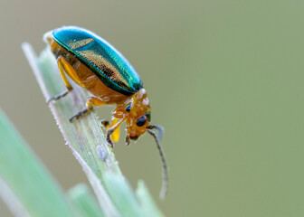 COLEOPTERA – CHRZĄSZCZE © patrycjaskupinska
