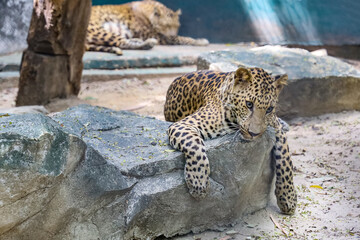 Fototapeta na wymiar The leopard tiger is rest in rock garden
