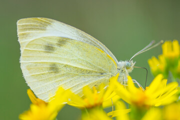 Motyl Bielinek © patrycjaskupinska
