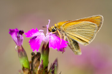 Motyl Ochlodes sylvanus – Karłątek kniejnik