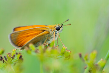 Motyl Ochlodes sylvanus – Karłątek kniejnik