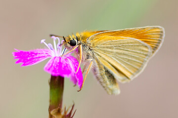 Motyl Ochlodes sylvanus – Karłątek kniejnik