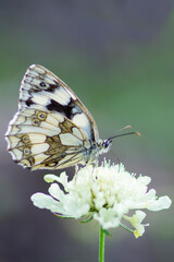 Motyl Melanargia galathea – Polowiec szachownica