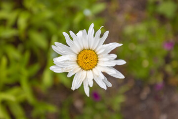 Fototapeta premium Single daisy looking at the camera