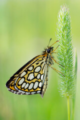 Motyl Heteropterus morpheus – Rojnik morfeusz © patrycjaskupinska