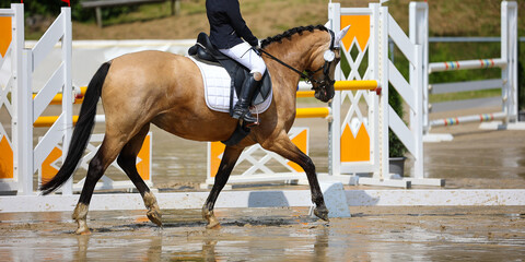 Dressage pony, buckskin, in a test with rider in the gait step with raised front leg, landscape...