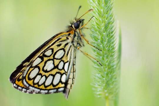 Motyl Heteropterus morpheus &ndash; Rojnik morfeusz