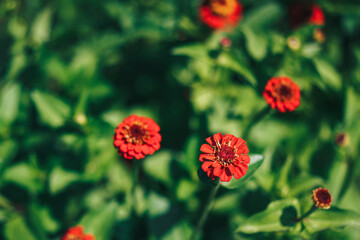 bush of blooming red flowers in the sun