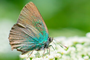 Motyl Callophrys rubi – Zieleńczyk ostrężyniec
