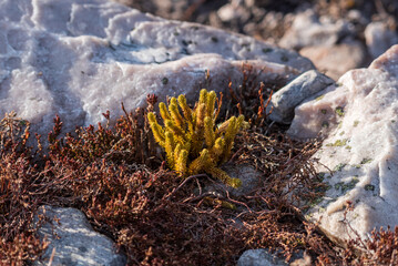 lichen on rock