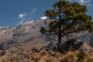 Tree that grew at the foot of a mountain