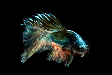 Fototapeta premium Beautiful multi color of Siamese fighting fish
